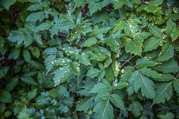 160918_Cabin_031