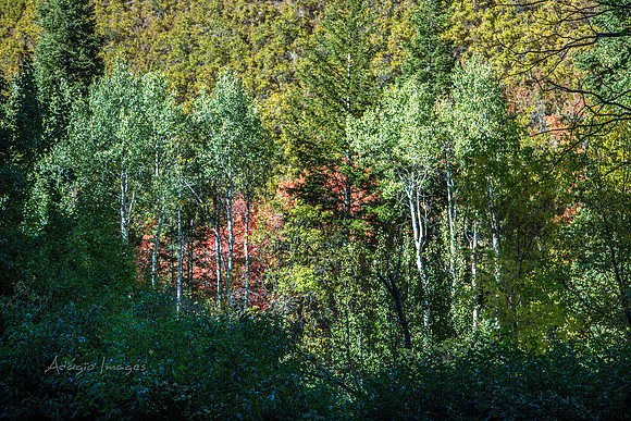 160918_Cabin_023
