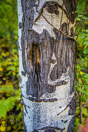 160918_Cabin_007