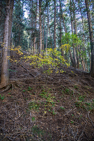 160918_Cabin_002