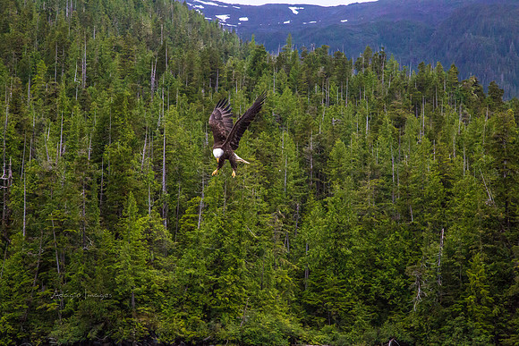 170729_Alaska_2941
