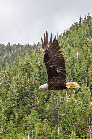 170729_Alaska_2952