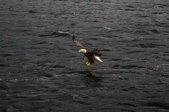 170729_Alaska_2998