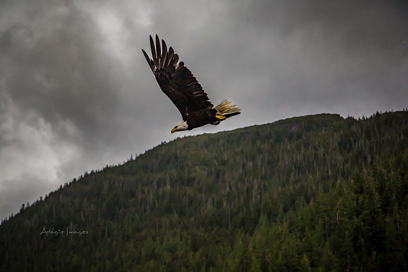 170729_Alaska_2993
