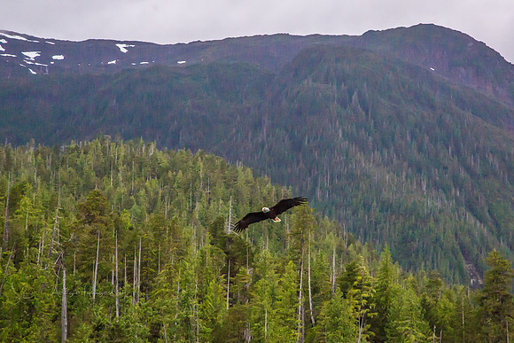 170729_Alaska_2985