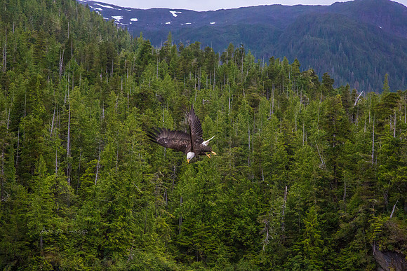 170729_Alaska_2939