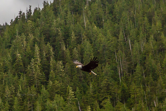 170729_Alaska_2991