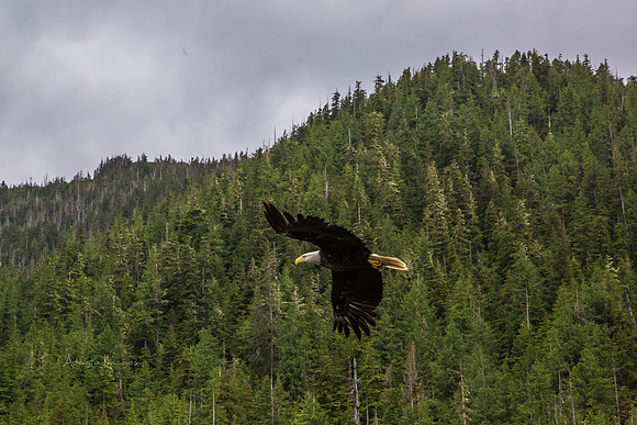 170729_Alaska_2950