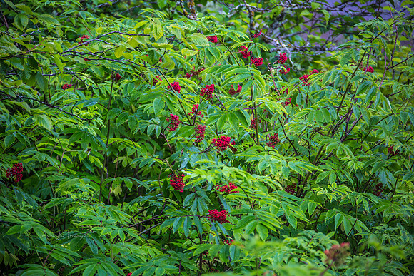170726_Alaska_1686