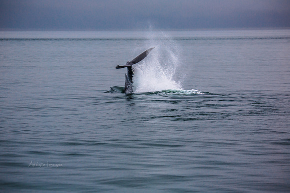 170726_Alaska_1459