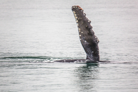 170726_Alaska_1389