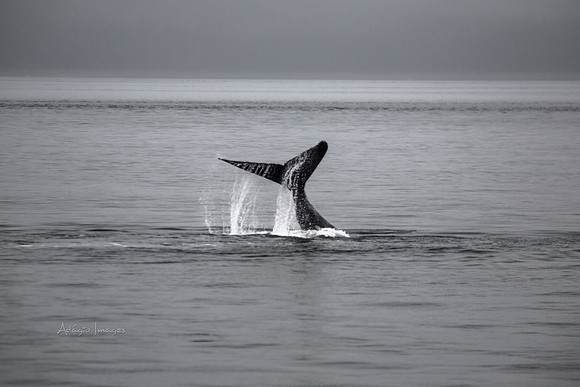 170726_Alaska_1480