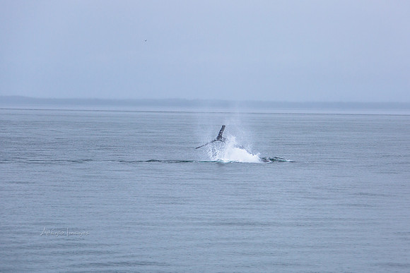 170726_Alaska_1254