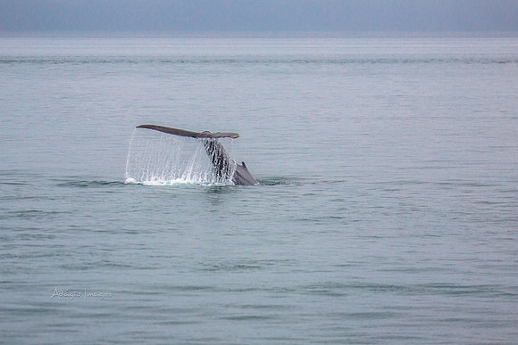 170726_Alaska_1464