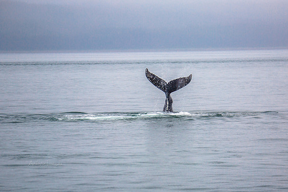 170726_Alaska_1475