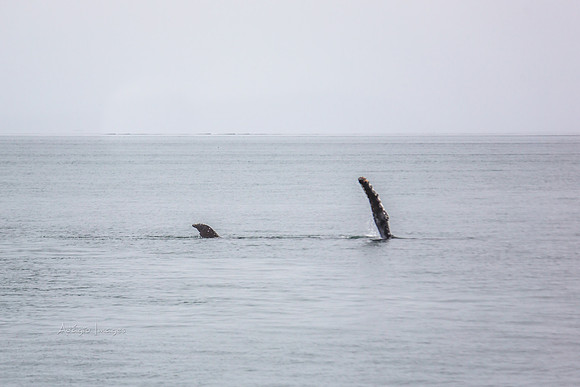 170726_Alaska_1267