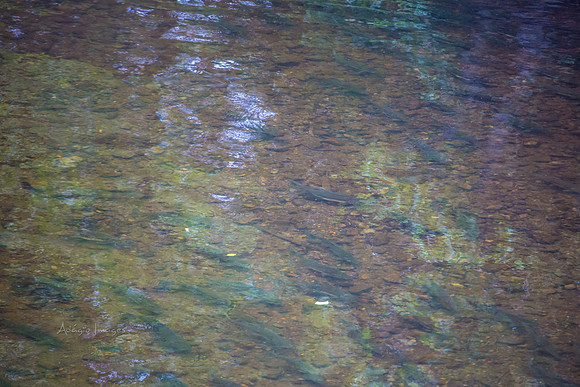 170726_Alaska_1594