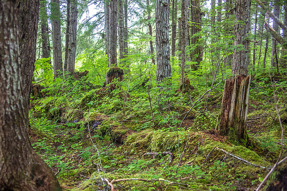 170726_Alaska_1631