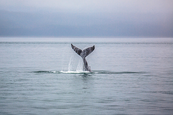 170726_Alaska_1470