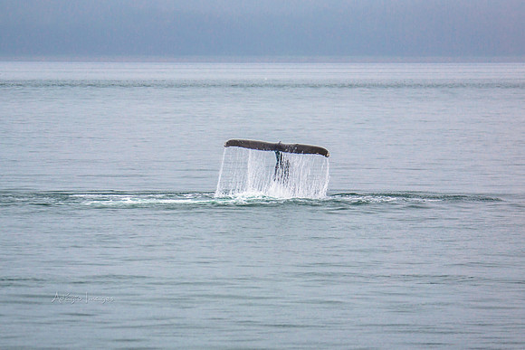170726_Alaska_1476