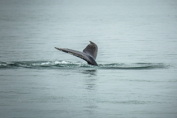 170726_Alaska_1363
