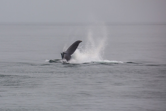 170726_Alaska_1430