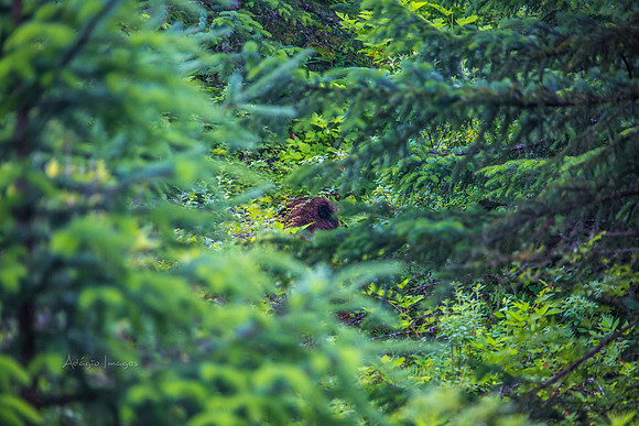 170726_Alaska_1601
