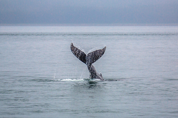 170726_Alaska_1463