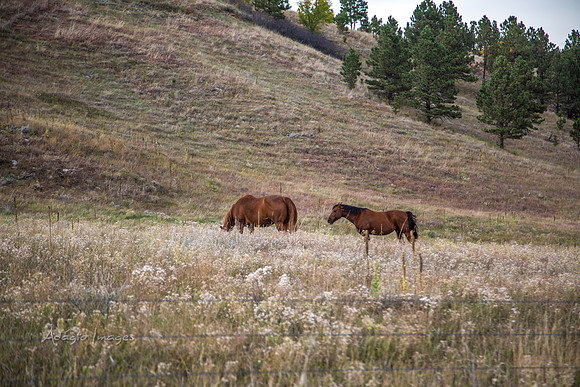 Hermosa, South Dakota