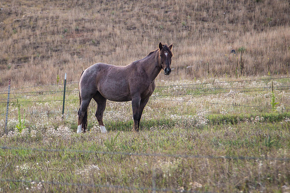 Hermosa, South Dakota