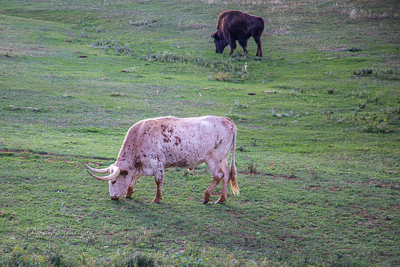 Long Horn & Bison