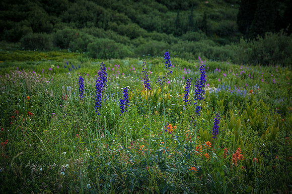 180717_Albion Basin_054