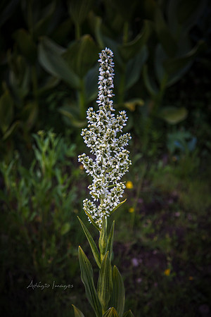 180717_Albion Basin_153