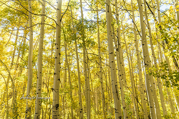 210926_Guardsman Pass_019