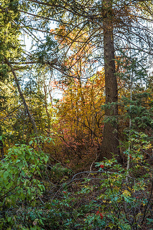 160918_Cabin_010