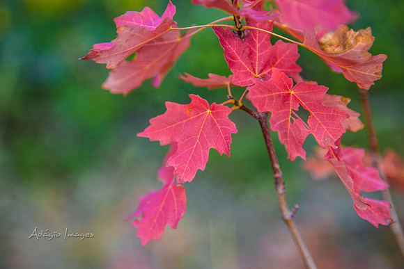 160917_alpine loop_071