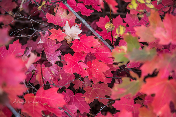 160917_alpine loop_062