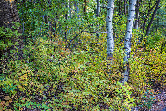 160918_Cabin_022