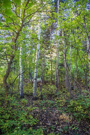 160918_Cabin_005
