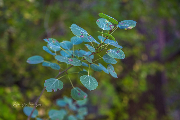 160918_Cabin_026