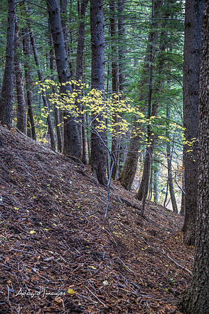 Mt Aire