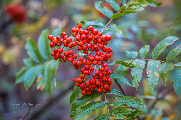 160918_Cabin_013