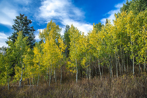 160917_alpine loop_041