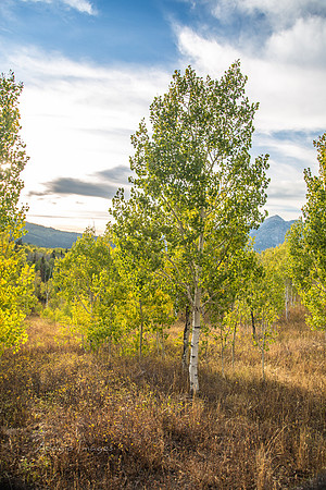 160917_alpine loop_033