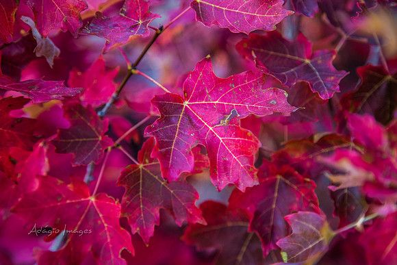 160917_alpine loop_068