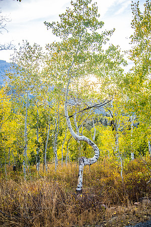 160917_alpine loop_073