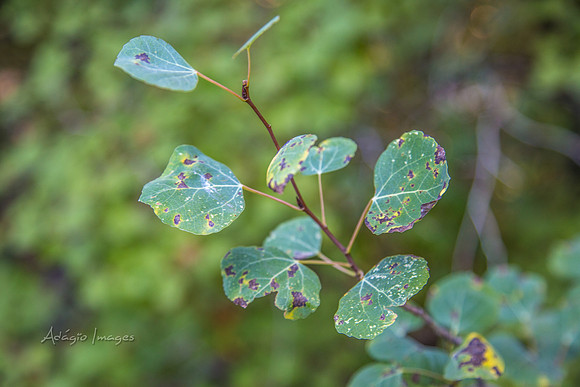160918_Cabin_018