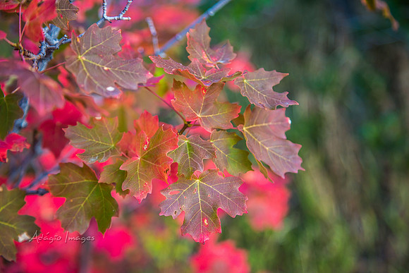 160917_alpine loop_063