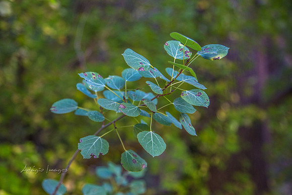 160918_Cabin_025