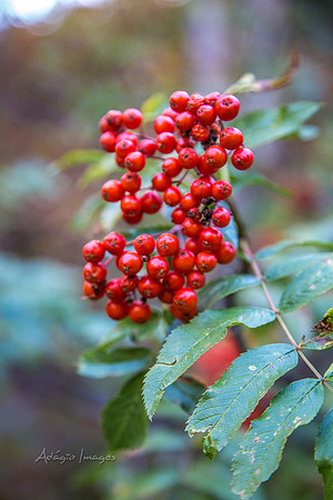160918_Cabin_012